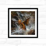 Splash of the Kingfisher