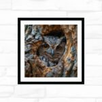 Hidden Hollow Watcher