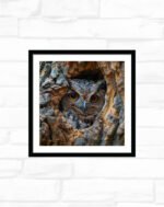 Hidden Hollow Watcher