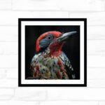 Crimson Crest Woodpecker