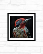 Crimson Crest Woodpecker