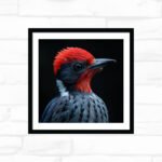 Scarlet Crest Woodpecker