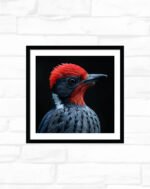 Scarlet Crest Woodpecker